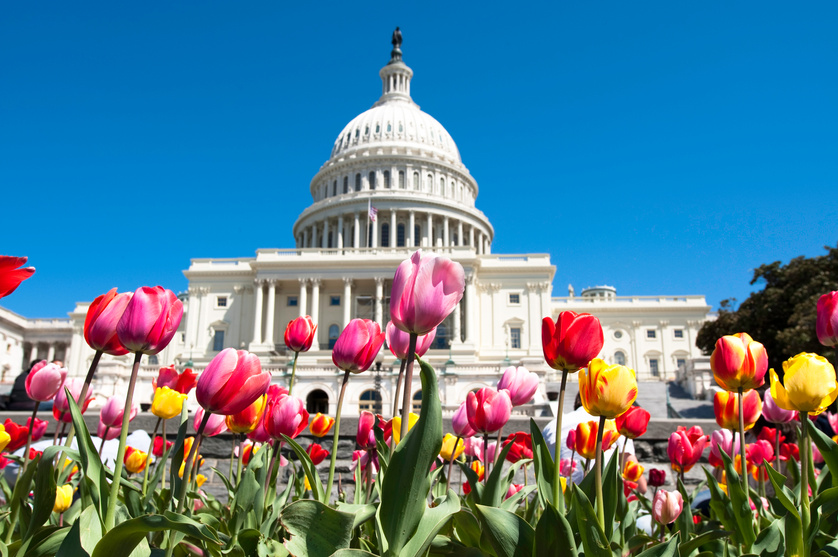 Spring in Washington DC